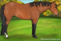 Horse Color:Bay Tobiano 