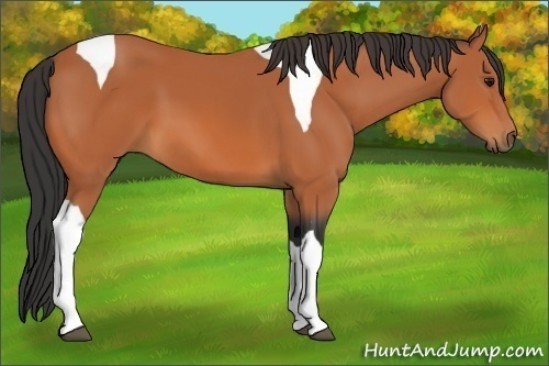 Horse Color:Bay Tobiano 