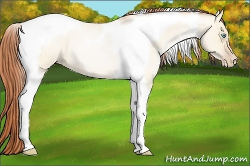 Horse Color:Buckskin Roan Pearl Dun Tobiano 