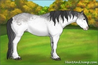 Horse Color:White Spotted Black Rabicano 