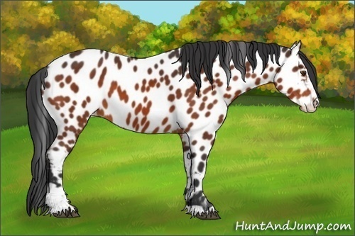 Horse Color:Brown Sabino Appaloosa 