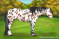 Horse Color:Brown Sabino Appaloosa 