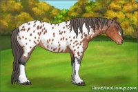 Horse Color:Bay Appaloosa 