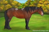 Horse Color:White Spotted Brown 