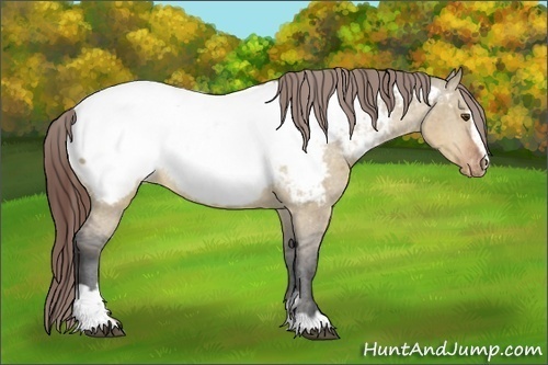 Horse Color:Brown Dun Sabino Appaloosa 