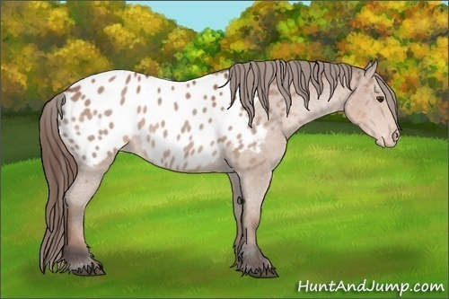 Horse Color:Bay Sabino Near Leopard