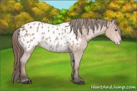 Horse Color:Bay Sabino Near Leopard 
