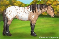 Horse Color:Bay Blanket 