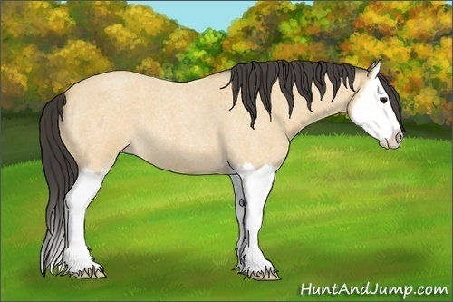 Horse Color:Buckskin Roan Splash