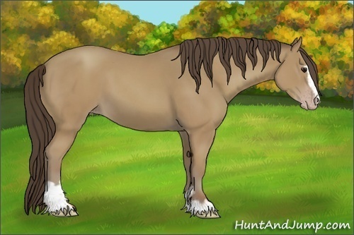Horse Color:Classic Champagne Sabino 