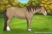 Horse Color:Classic Champagne Sabino