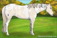Horse Color:White Spotted Perlino