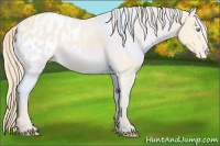 Horse Color:Perlino Blanket