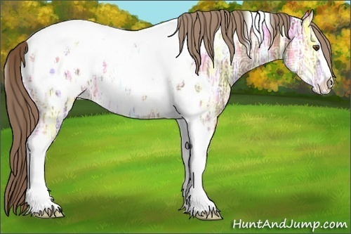 Horse Color:Liver Chestnut Ice Sabino Tobiano Appaloosa 