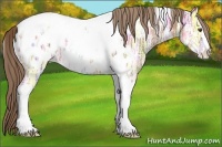 Horse Color:Liver Chestnut Ice Sabino Tobiano Appaloosa