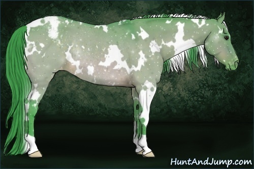 Horse Color:Watercolor White Spotted Bay Dun Appaloosa Rabicano 