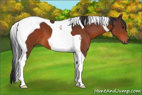 Horse Color:Brown Tobiano