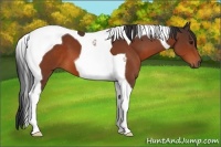 Horse Color:Brown Tobiano 