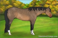 Horse Color:Brown Dun 