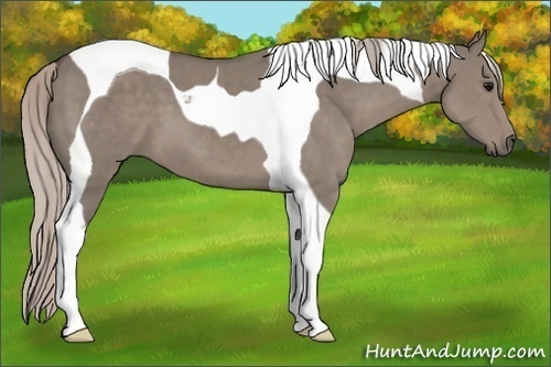Horse Color:Silver Grullo Sabino Tobiano 