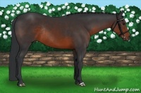 Horse Color:Brown Rabicano 