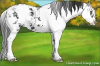 Horse Color:Black Ice Sabino
