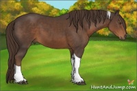 Horse Color:Liver Chestnut Tobiano