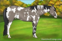Horse Color:White Spotted Grullo Sabino