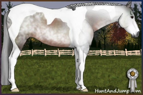 Horse Color:Gray Brown Tobiano 