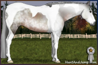 Horse Color:Gray Brown Tobiano 
