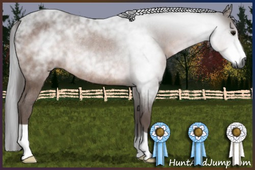 Horse Color:Gray Bay Rabicano 