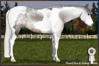 Horse Color:Gray Silver Brown Tobiano Rabicano 