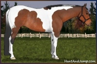Horse Color:Bay Tobiano Rabicano 