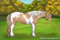 Horse Color:Gold Champagne Tobiano Varnish 