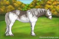 Horse Color:White Spotted Chocolate Palomino Appaloosa 