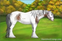 Horse Color:White Spotted Brown Tobiano 