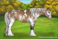 Horse Color:White Spotted Silver Buckskin Rabicano