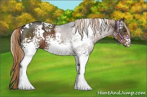 Horse Color:White Spotted Liver Chestnut 
