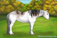 Horse Color:White Spotted Brown 
