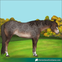 Horse Color:Liver Chestnut 
