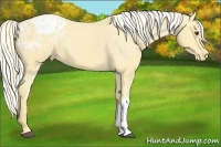 Horse Color:Palomino Appaloosa
