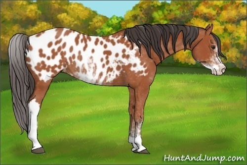 Horse Color:Bay Sabino Appaloosa Rabicano