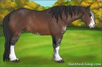 Horse Color:Bay Sabino Rabicano 