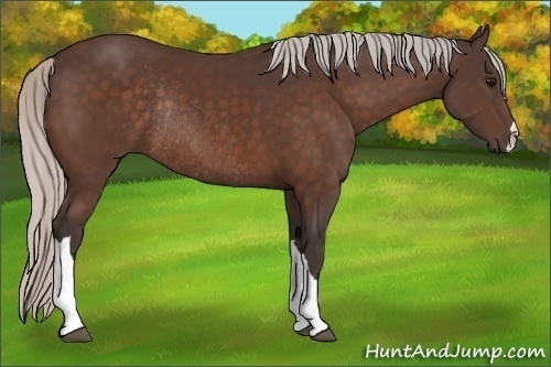 Horse Color:Silver Brown Rabicano 