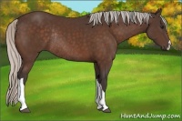 Horse Color:Silver Brown Rabicano