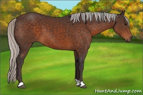 Horse Color:Silver Brown 