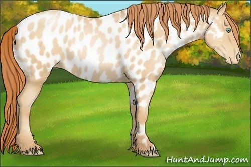 Horse Color:Amber Champagne Pearl Appaloosa 