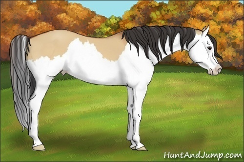 Horse Color:Bay Dun Splash 