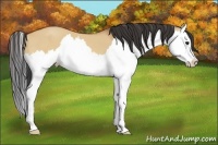 Horse Color:Bay Dun Splash 