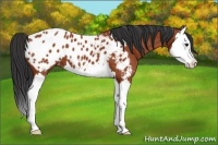 Horse Color:Bay Splash Appaloosa